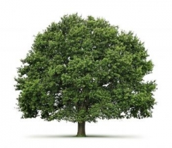 greener